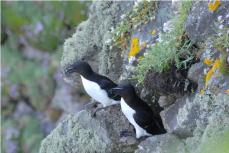 Razorbills © Nicola Saunders